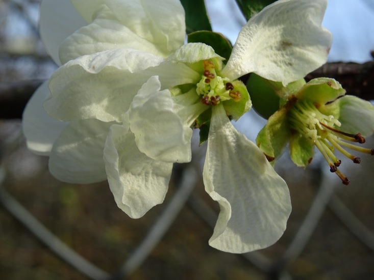 Japanse sierkwee Chaenomelus.