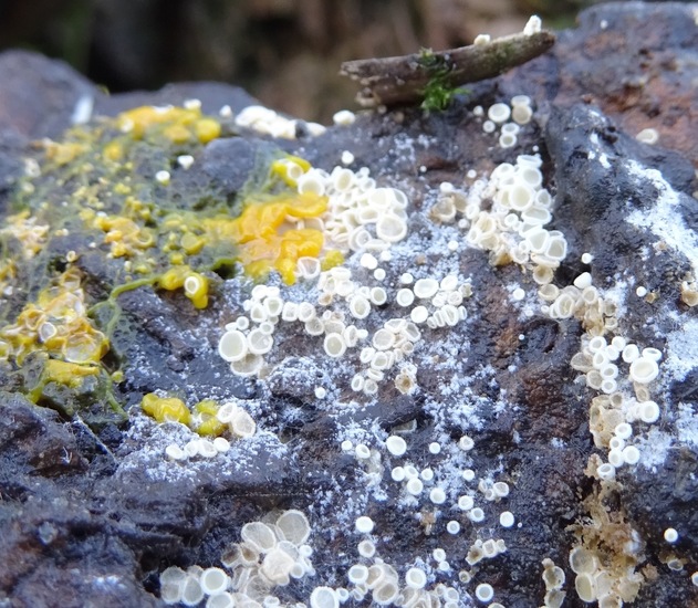 Sneeuwwit franjekelkje. ...