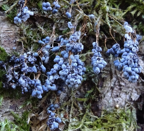 Glanzend Druivenpitje of..