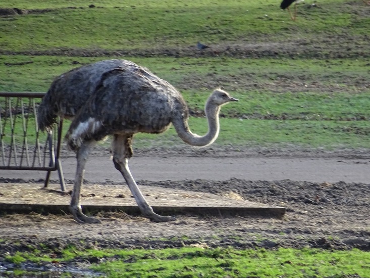 Struisvogel.