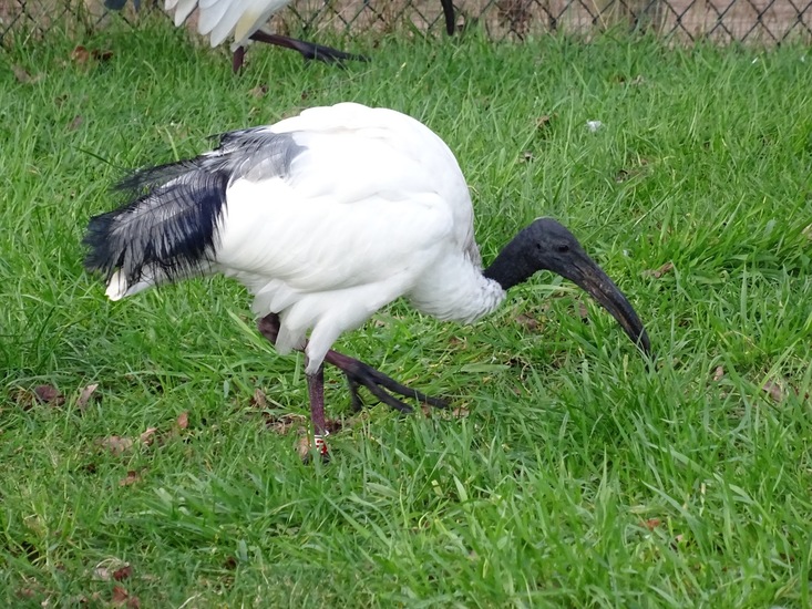 Heilige Ibis.