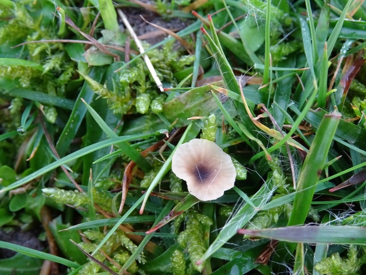 Paarsharttrechtertje.