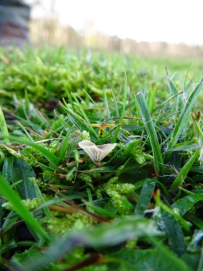 Paarsharttrechtertje.