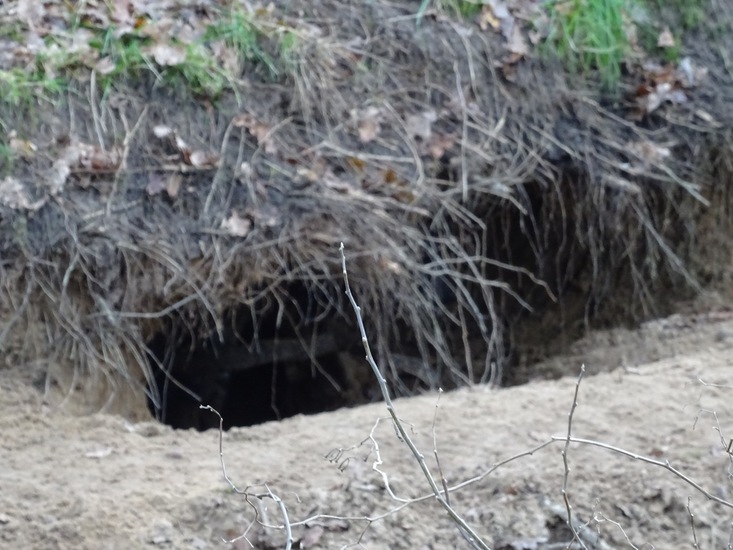 Hol van Afrikaanse wilde hond.