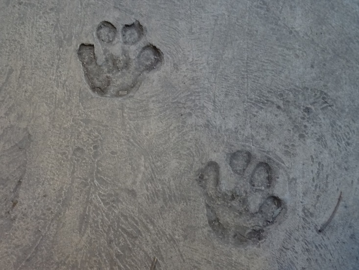 Pootafdruk in beton.