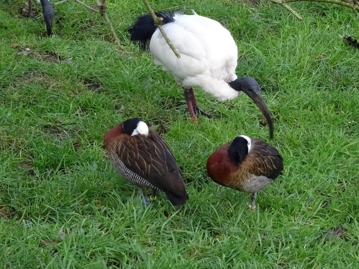 Heilige Ibis.