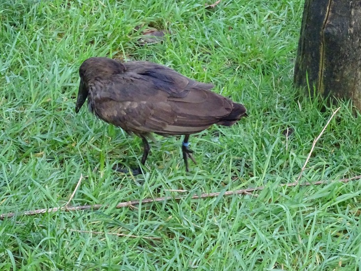 Hamerkop.