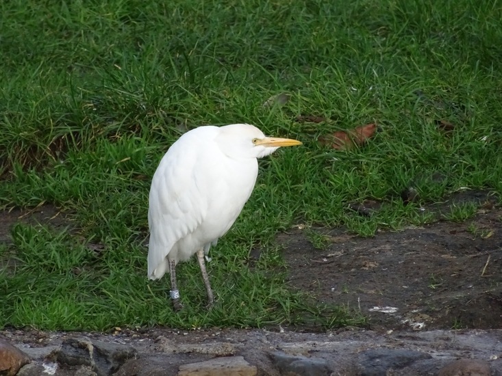 Koereiger.