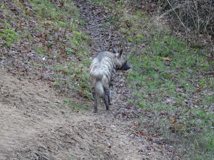 Afrikaanse wilde hond.