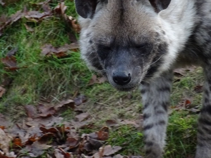 Afrikaanse wilde hond.