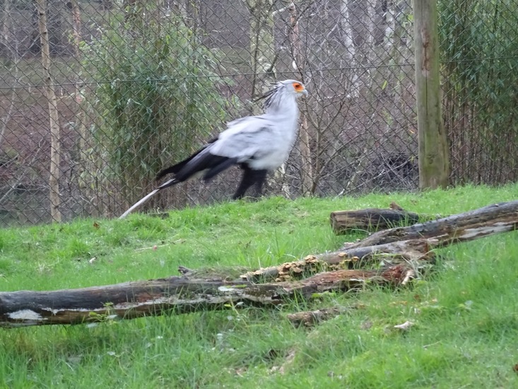 Secretarisvogel. (BB)