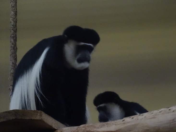 Colobusaap.