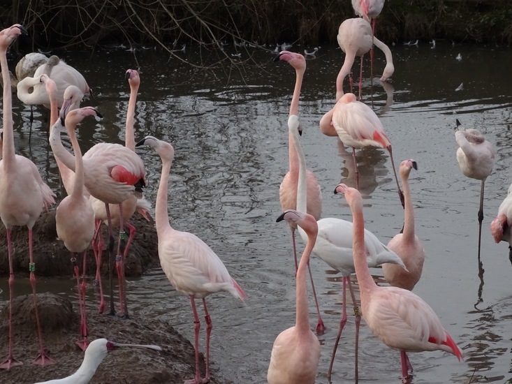 Flamingo's.