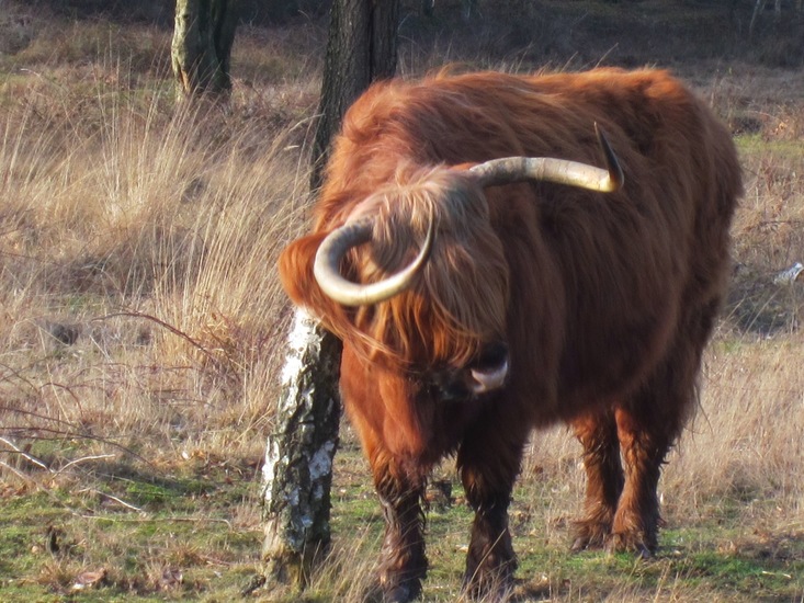 Hooglander heeft jeuk.