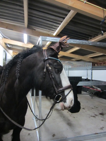 Ballyheque speelt voor..