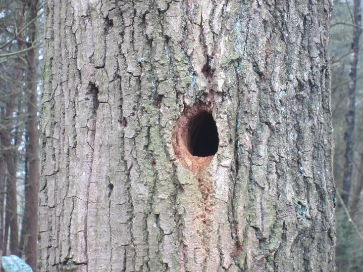 Onderkomen van de Specht.