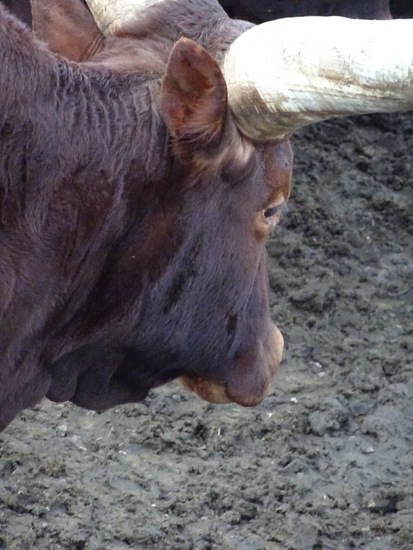 Watoessierrund Beekse Bergen.
