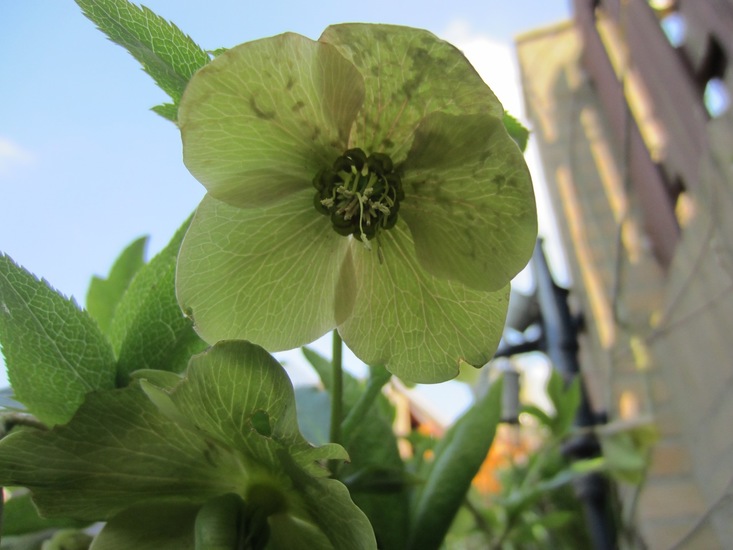 Witte Helleborus.