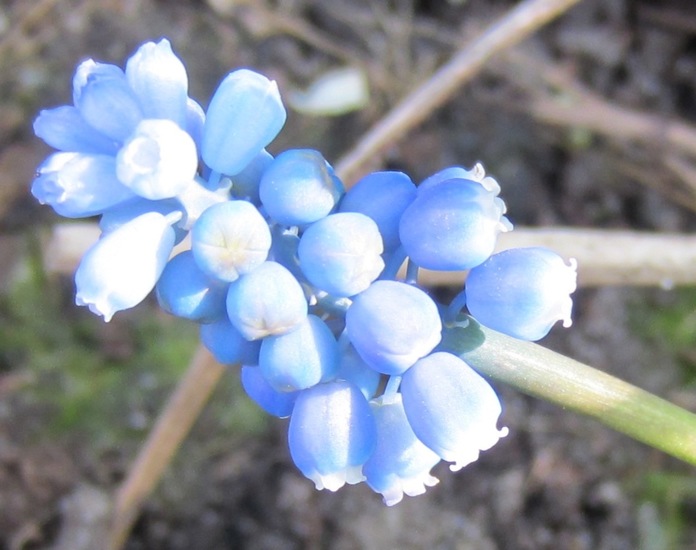 Blauw druifje.