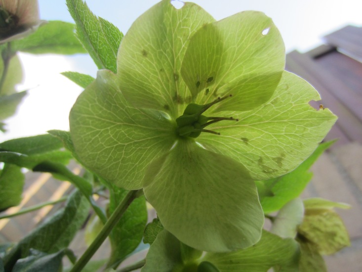 Witte Helleborus.