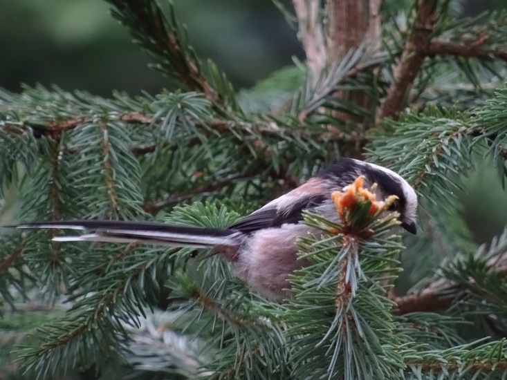 Staartmees. 6 jan. 2016