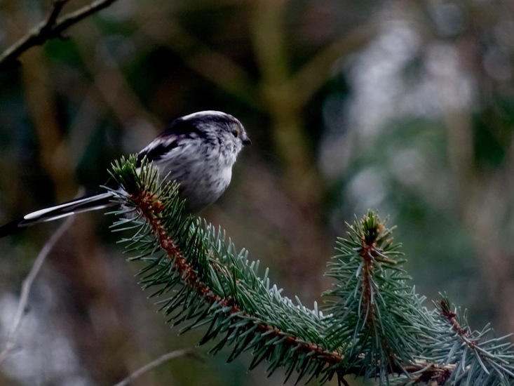 Staartmees. 6 jan. 2016