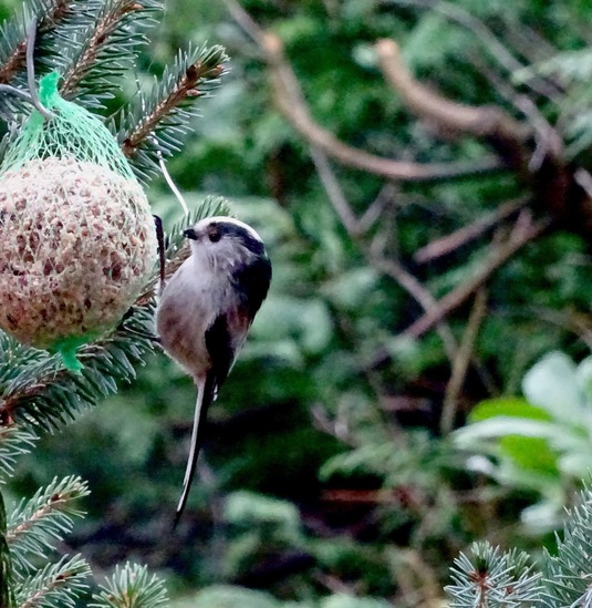 Staartmees. 6 jan. 2016