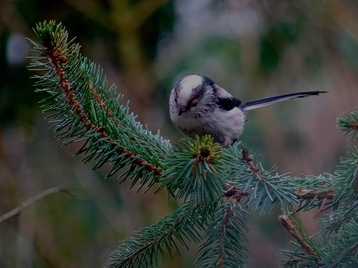 Staartmees. 6 jan. 2016