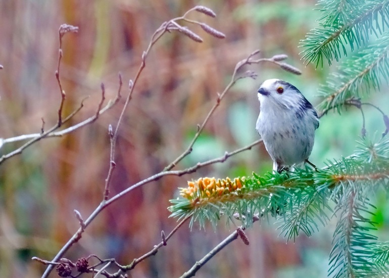 Staartmees. 6 jan. 2016