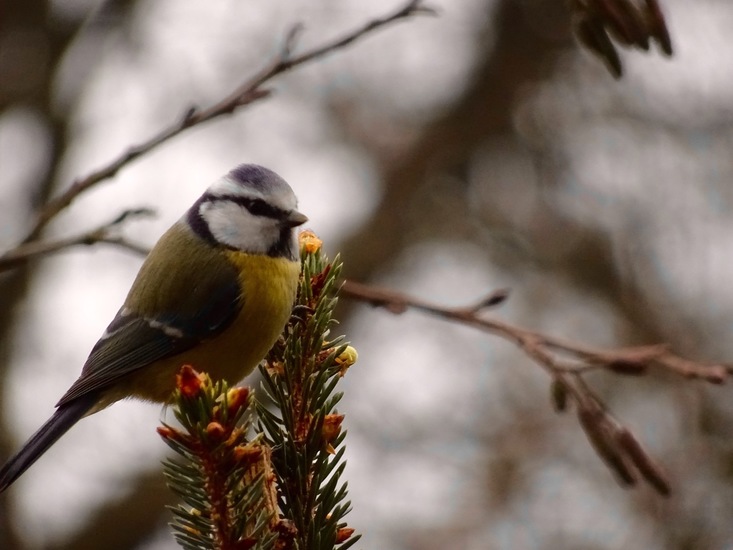 Pimpelmees. 6 jan. 2016