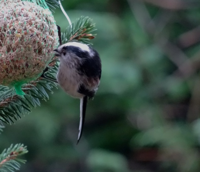 Staartmees. 6 jan. 2016