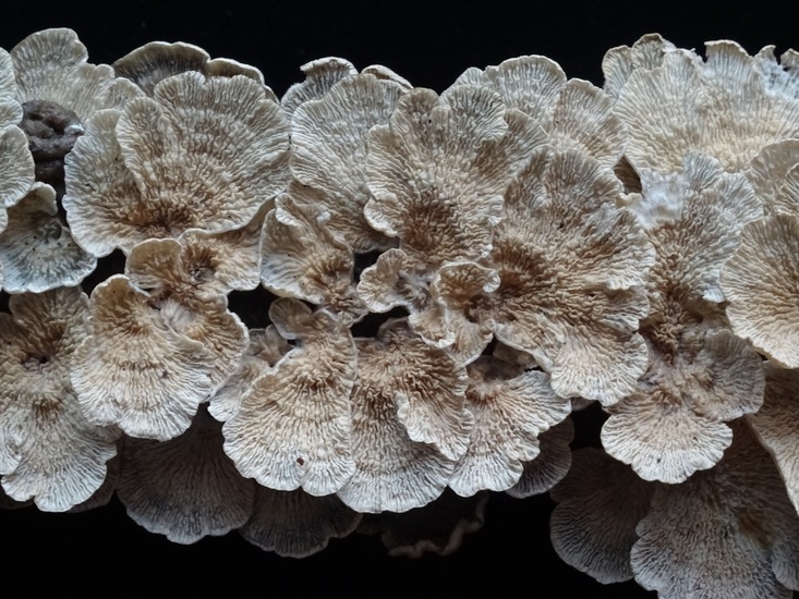 Plooivlieswaaiertje.