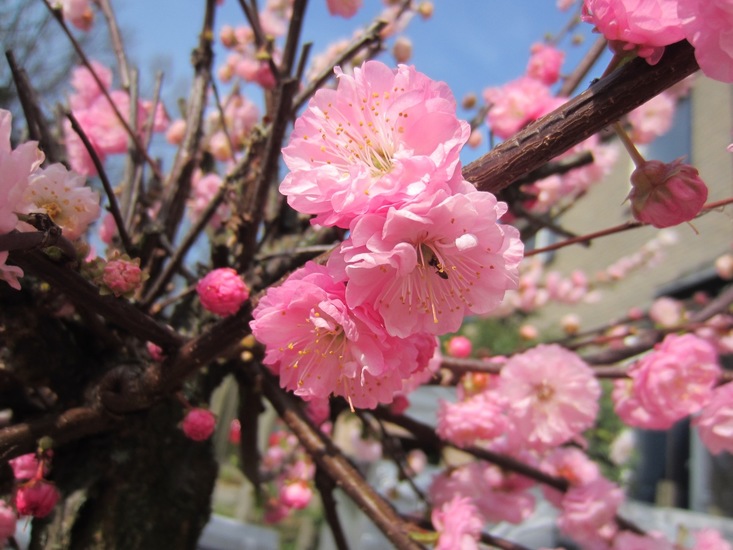 Prunus.