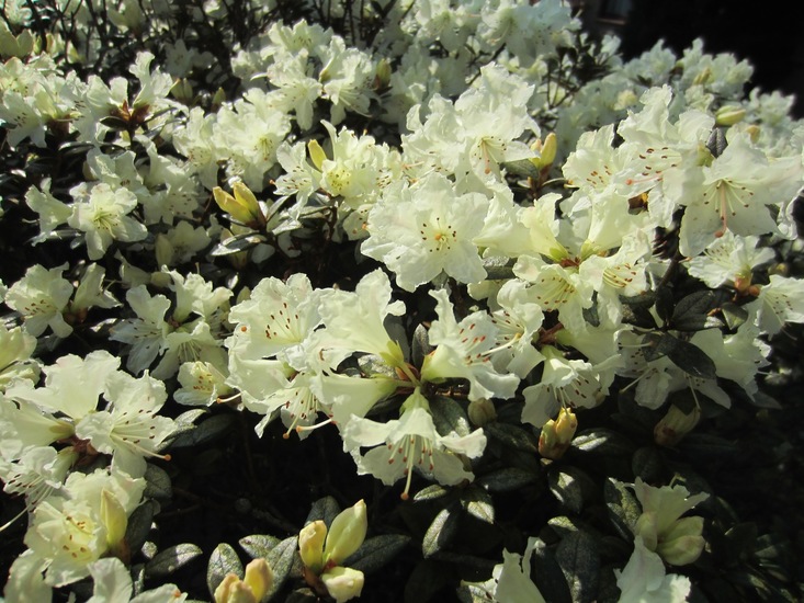 Witte Azalea.