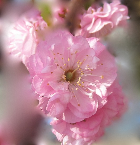 Prunus.