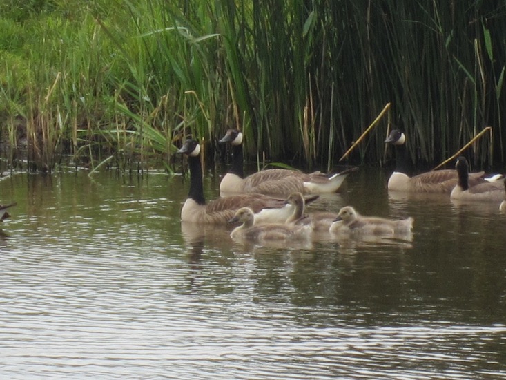 Grote Canadese Gans.