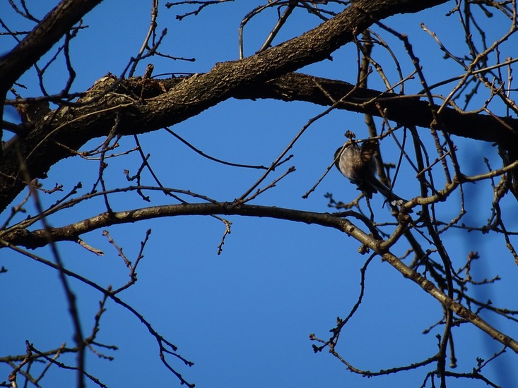 Staartmees. 8 jan. 2016