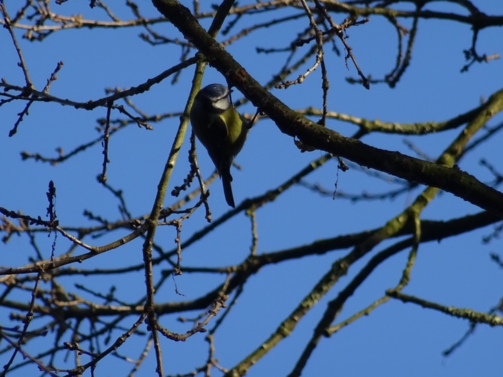 Pimpelmees. 8 jan. 2016