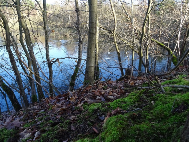 Zwanen tussen de bomen.
