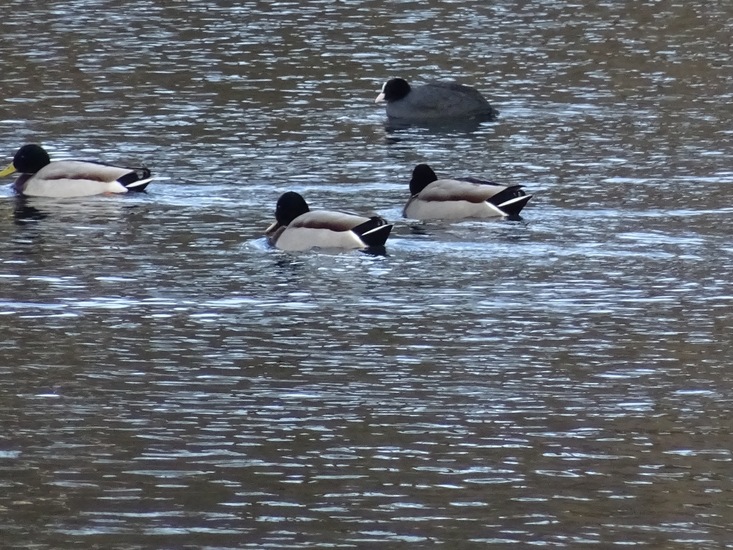Drie mannen van de wilde eend.