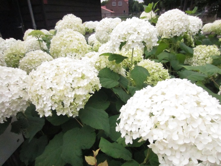 Witte Hortensia.