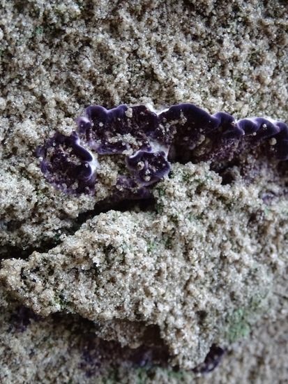 Paarse Dennentand zwam.