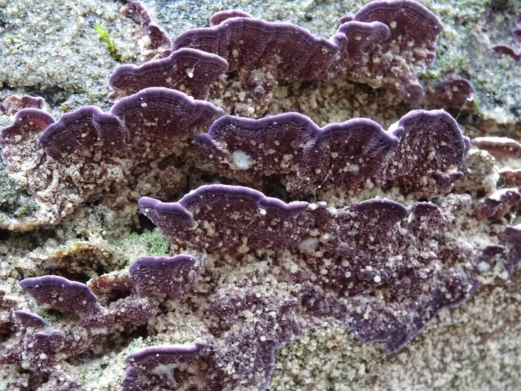 Paarse Dennentand zwam.