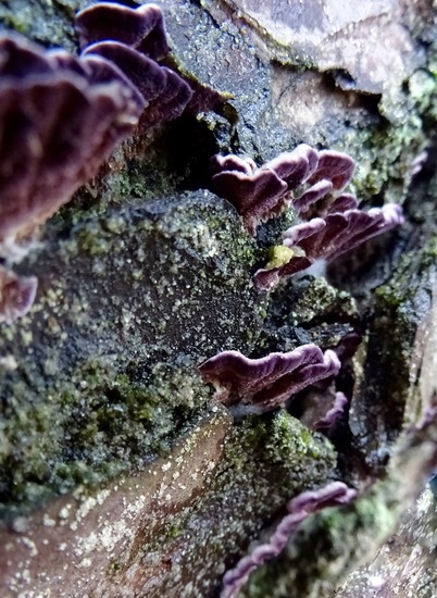 Paarse Dennentand zwam.