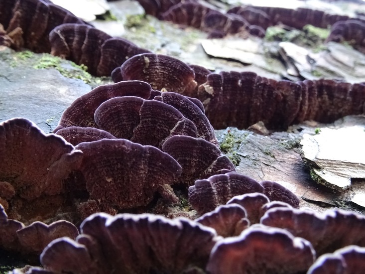 Paarse Dennentandzwam.