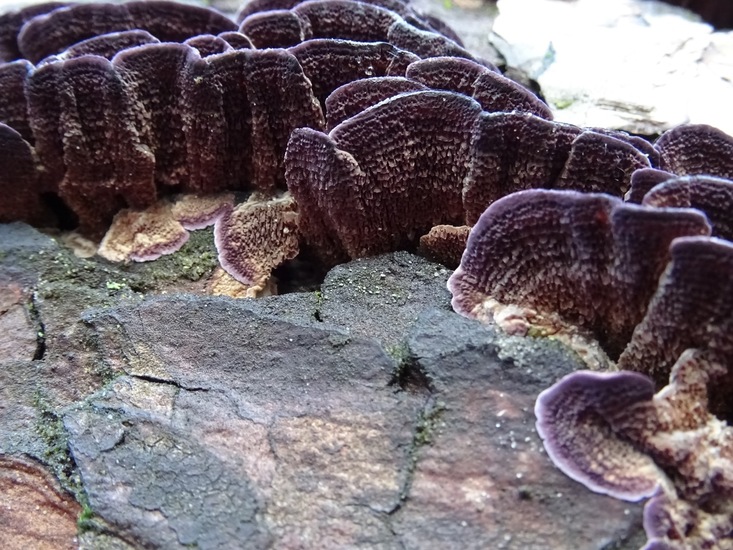 Paarse Dennentandzwam.