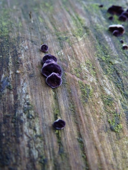 Paarse Dennentand zwam.