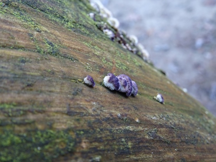 Paarse Dennentandzwam.