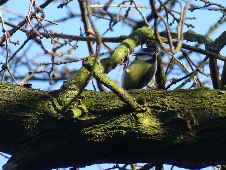 Pimpelmees. 6 jan. 2016