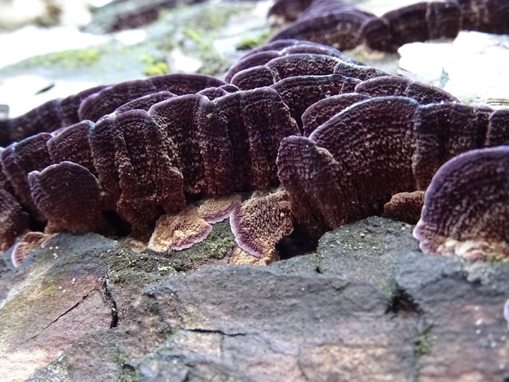 Paarse Dennentand zwam.